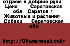 отдаем в добрые руки › Цена ­ 1 - Саратовская обл., Саратов г. Животные и растения » Собаки   . Саратовская обл.